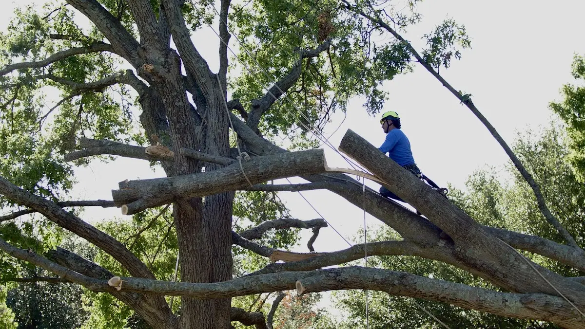 Professional Crown Thinning performed by certified arborists in New York Mills